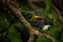 053 Noord Pantanal, groene dwergijsvogel